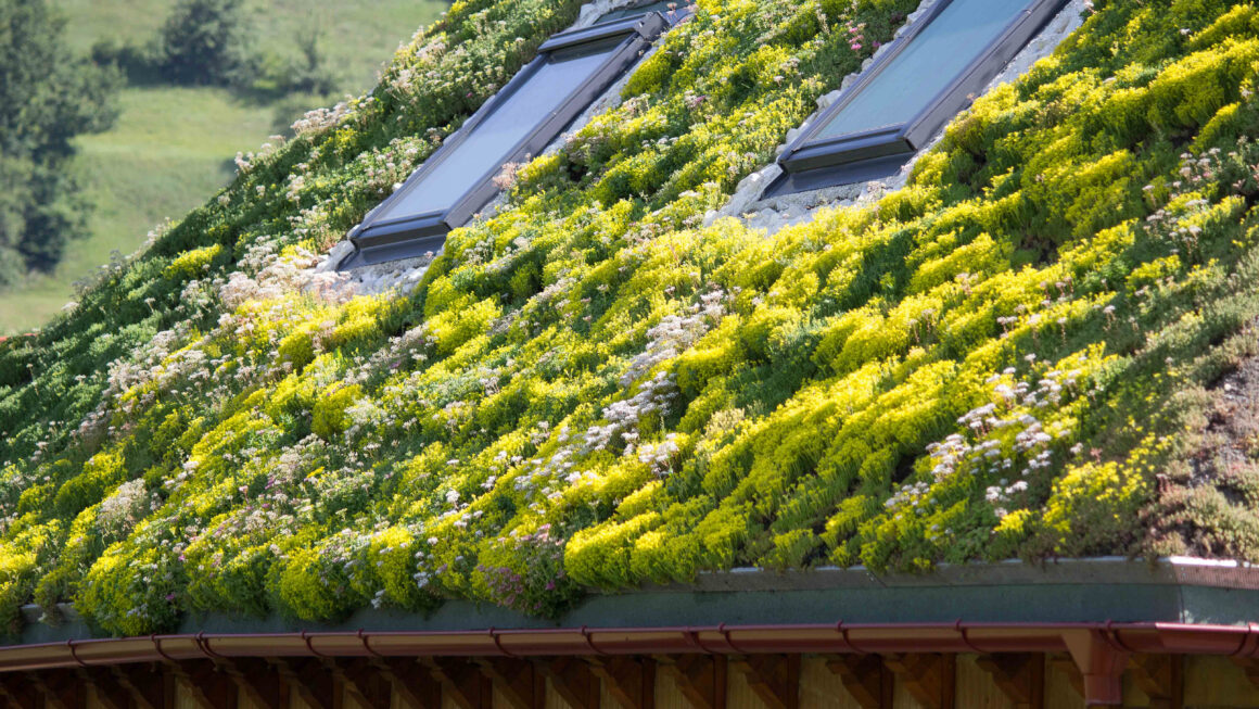 Straturile acoperișurilor verzi
