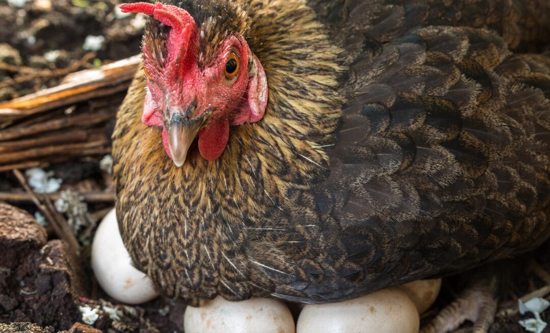 Cum recunosti ouale de gaina de tara si cum sa le alegi pe cele mai bune?