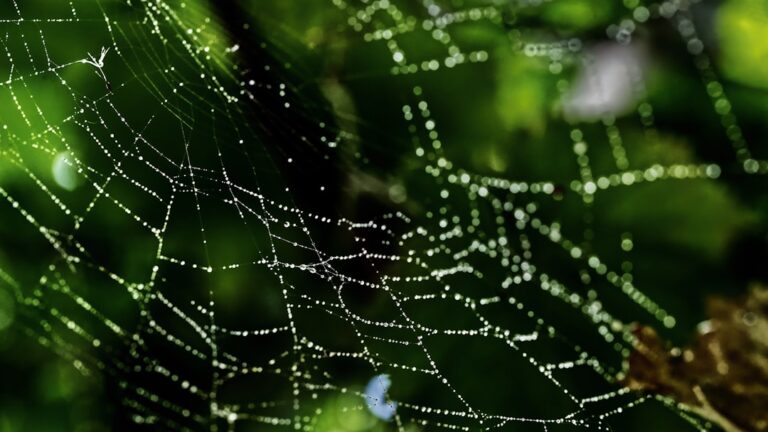 Beneficiile suplimentelor de omega 3 în sezonul rece