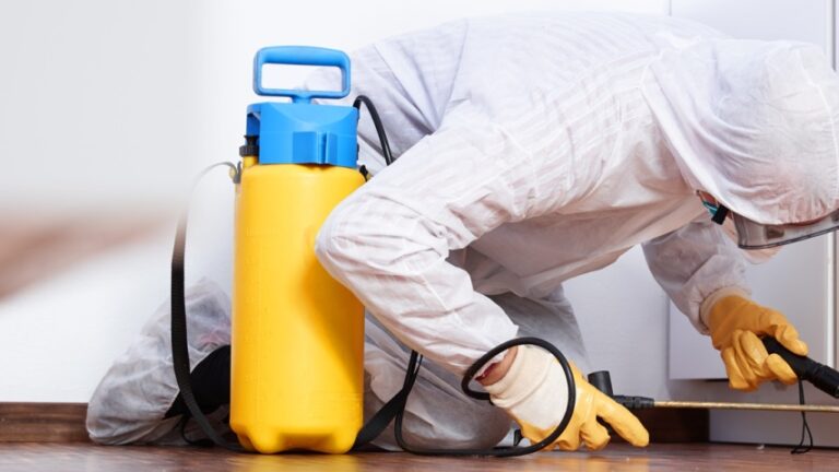 Deratizare și Dezinsecție în București: Soluții Eficiente pentru un Mediu Sănătos