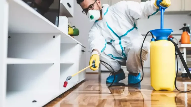 Deratizare și Dezinsecție în București: Soluții Eficiente pentru un Mediu Sănătos