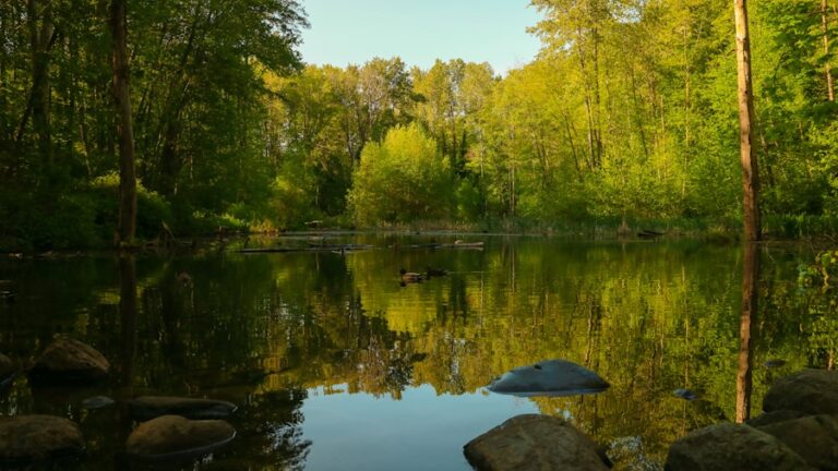 Arta de a trăi în armonie cu natura: Sfaturi pentru a te reconecta cu mediul înconjurător
