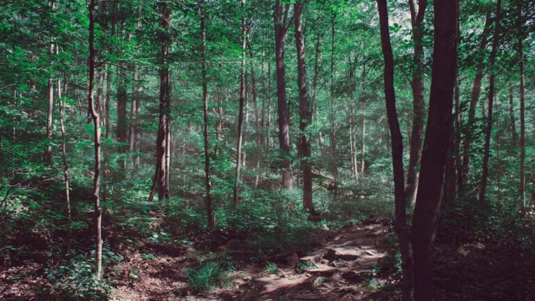 Vise cu păduri dese – semnificații