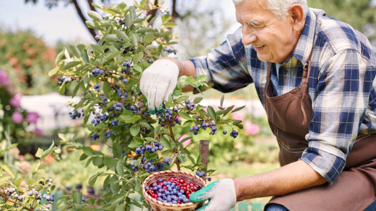 Arbuști fructiferi: Sursa ta de fructe proaspete și antioxidanți direct din curte