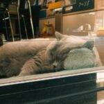 Photo dreams with animals