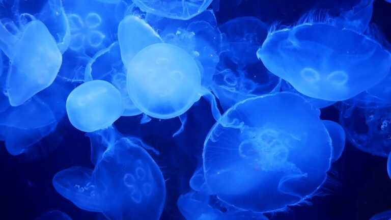 Cum să înveți biologia prin imagini