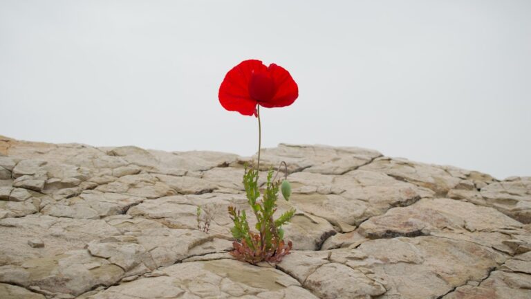 Dezvoltarea rezilienței: Cum să faci față provocărilor