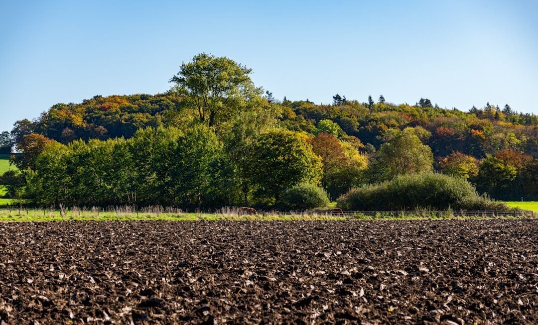 Terenurile agricole în inima Bărăganului: Evoluția prețurilor