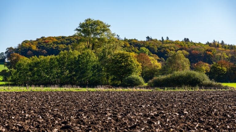 Terenurile agricole în inima Bărăganului: Evoluția prețurilor