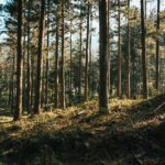 Photo afforestation