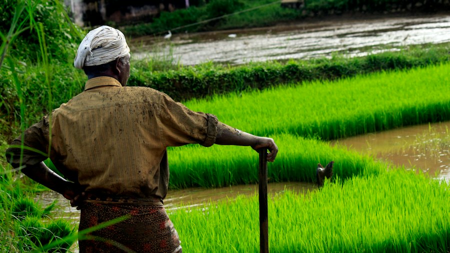 Baragan agriculture recent studies